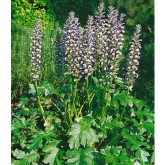 ACANTHUS MOLLIS - BALKÁNI MEDVEKÖRÖM