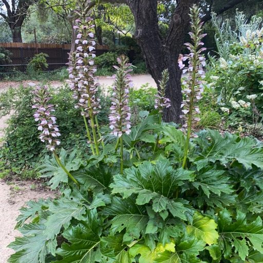 ACANTHUS MOLLIS - BALKÁNI MEDVEKÖRÖM