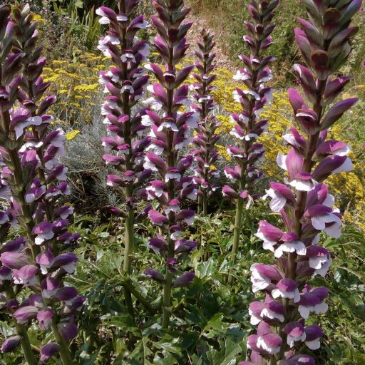 ACANTHUS MOLLIS - BALKÁNI MEDVEKÖRÖM