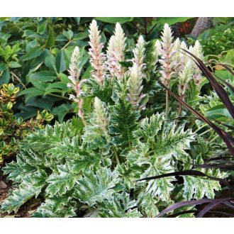   ACANTHUS MOLLIS 'WHITEWATER' - TARKA LEVELŰ MEDVEKÖRÖM