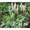 ACANTHUS MOLLIS 'WHITEWATER' - TARKA LEVELŰ MEDVEKÖRÖM