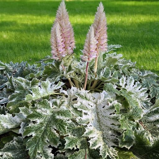 ACANTHUS MOLLIS 'WHITEWATER' - TARKA LEVELŰ MEDVEKÖRÖM