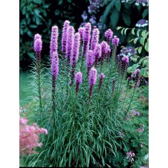 LIATRIS SPICATA - FÜZÉRES DÍSZCSORBA