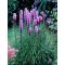 LIATRIS SPICATA - FÜZÉRES DÍSZCSORBA