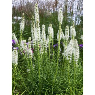  LIATRIS SPICATA 'ALBA' - FÜZÉRES DÍSZCSORBA, FEHÉR