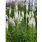 LIATRIS SPICATA 'ALBA' - FÜZÉRES DÍSZCSORBA, FEHÉR