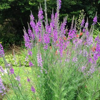LINARIA PURPUREA - LILA GYUJTOVÁNYFŰ