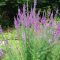 LINARIA PURPUREA - LILA GYUJTOVÁNYFŰ