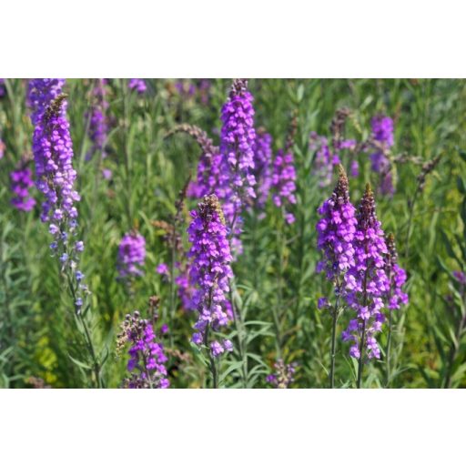 LINARIA PURPUREA - LILA GYUJTOVÁNYFŰ