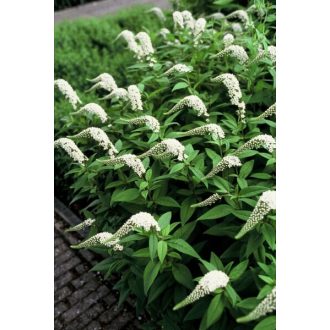   LYSIMACHIA CLETROIDES - HATTYÚNYAKÚ LIZINKA / KIS-ÁZSIAI LIZINKA