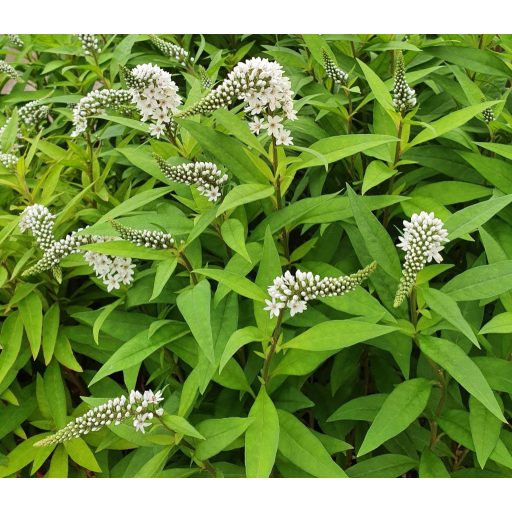 LYSIMACHIA CLETROIDES - HATTYÚNYAKÚ LIZINKA / KIS-ÁZSIAI LIZINKA