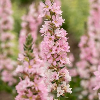   LYTHRUM SALICARIA 'BLUSH' - RÉTI FÜZÉNY (PASZTELL RÓZSASZÍN)