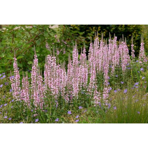 LYTHRUM SALICARIA 'BLUSH' - RÉTI FÜZÉNY (PASZTELL RÓZSASZÍN)