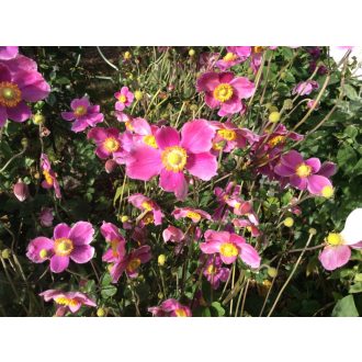   ANEMONE HUPEHENSIS 'SPLENDENS' - KÍNAI SZELLŐRÓZSA