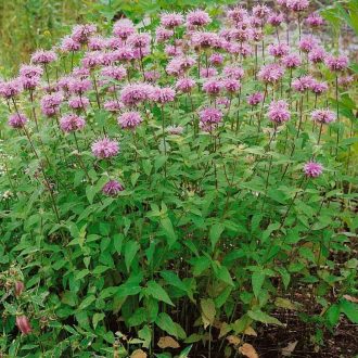 MONARDA BARDBURIANA - MÉHBALZSAM