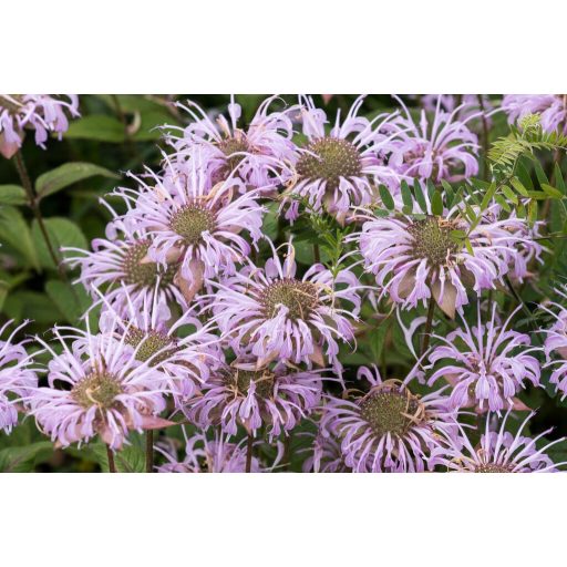 MONARDA BARDBURIANA - MÉHBALZSAM