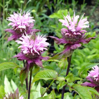   MONARDA DYDIMA 'BEAUTY OF COBHAM' -MÉHBALZSAM (INDIÁNCSALÁN)