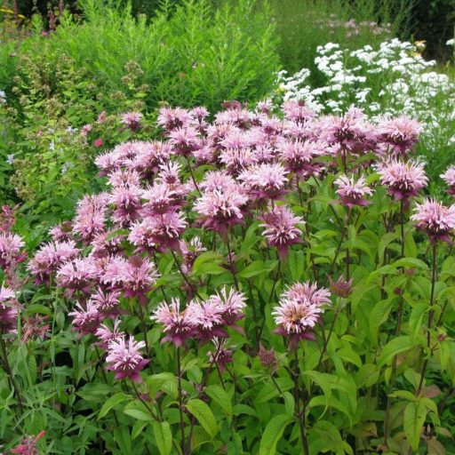 MONARDA DYDIMA 'BEAUTY OF COBHAM' -MÉHBALZSAM (INDIÁNCSALÁN)