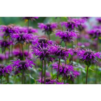   MONARDA DYDIMA 'BLAUSTRUMPF' - MÉHBALZSAM (INDIÁNCSALÁN)