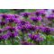 MONARDA DYDIMA 'BLAUSTRUMPF' - MÉHBALZSAM (INDIÁNCSALÁN)
