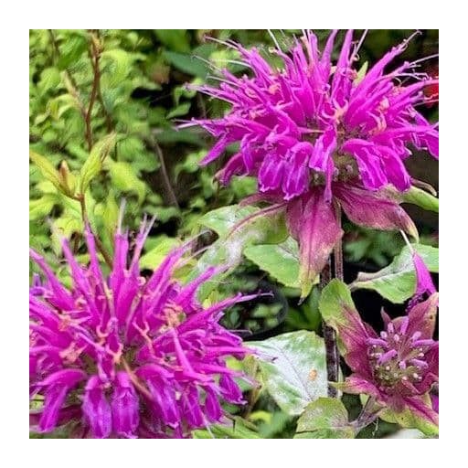 MONARDA DYDIMA 'BLAUSTRUMPF' - MÉHBALZSAM (INDIÁNCSALÁN)