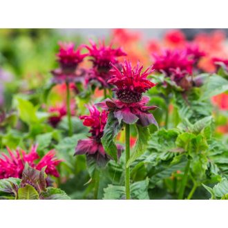   MONARDA DYDIMA 'FIREBALL' - MÉHBALZSAM (INDIÁNCSALÁN)