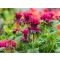 MONARDA DYDIMA 'FIREBALL' - MÉHBALZSAM (INDIÁNCSALÁN)