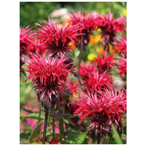 MONARDA DYDIMA 'FIREBALL' - MÉHBALZSAM (INDIÁNCSALÁN)