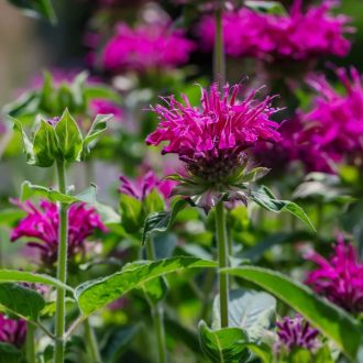 MONARDA DYDIMA ‘MARSHALL’S DELIGHT’ - MÉHBALZSAM
