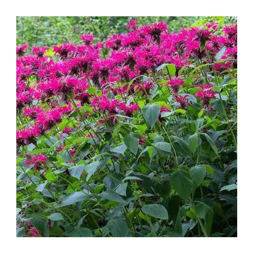 MONARDA DYDIMA ‘MARSHALL’S DELIGHT’ - MÉHBALZSAM