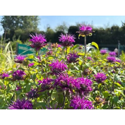 MONARDA DYDIMA ‘MARSHALL’S DELIGHT’ - MÉHBALZSAM