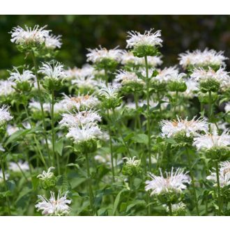   MÉHBALZSAM FEHÉR - MONARDA DYDIMA 'SCHNEEWITTCHEN'
