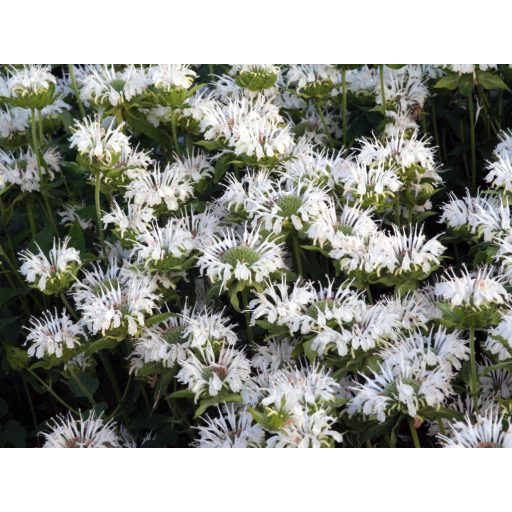 MÉHBALZSAM FEHÉR - MONARDA DYDIMA 'SCHNEEWITTCHEN'