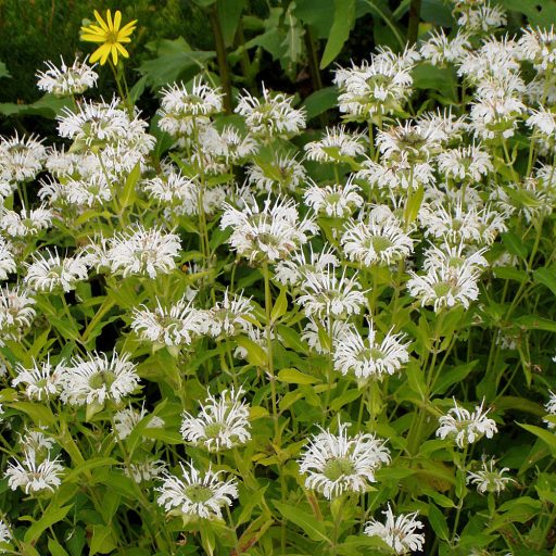 MÉHBALZSAM FEHÉR - MONARDA DYDIMA 'SCHNEEWITTCHEN'