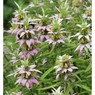 MONARDA PUNCTATA - PETTYEGETETT MÉHBALZSAM