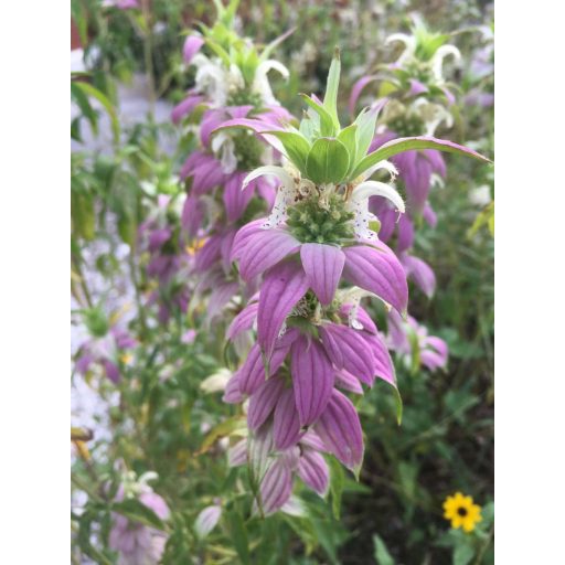 MONARDA PUNCTATA - PETTYEGETETT MÉHBALZSAM