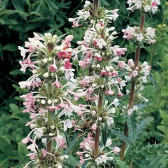MORINA LONGIFOLIA - HIMALÁJAI ÖRVÉNYVIRÁG