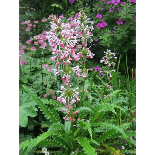 MORINA LONGIFOLIA - HIMALÁJAI ÖRVÉNYVIRÁG