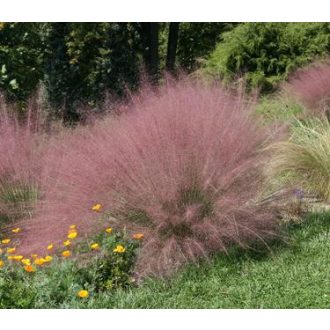 MUHLENBERGIA CAPILLARIS - VATTACUKORFŰ