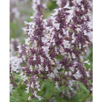   NEPETA GRANDIFLORA 'DAWN TO DUSK' - NAGYVIRÁGÚ MACSKAMENTA