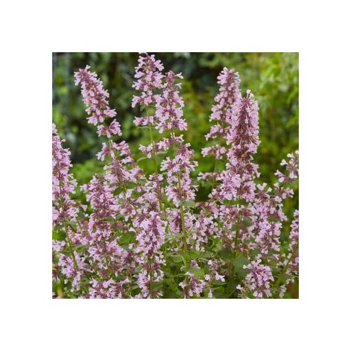 NEPETA GRANDIFLORA 'DAWN TO DUSK' - NAGYVIRÁGÚ MACSKAMENTA