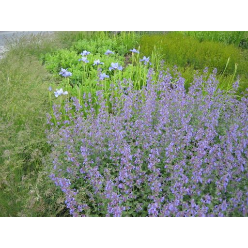 NEPETA 'SIX HILL GIANT' - MACSKAMENTA