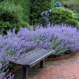   NEPETA X FAASSENII 'WALKER'S LOW' - KERTI MACSKAMENTA