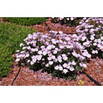 OENOTHERA SPECIOSA 'TWILIGHT' 