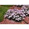 OENOTHERA SPECIOSA 'TWILIGHT' 