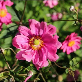   ANEMONE X HYBRIDA 'MARGARETE' - JAPÁN SZELLŐRÓZSA