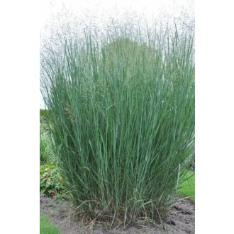 PANICUM VIRGATUM 'HEAVY METAL' - VESSZŐSKÖLES