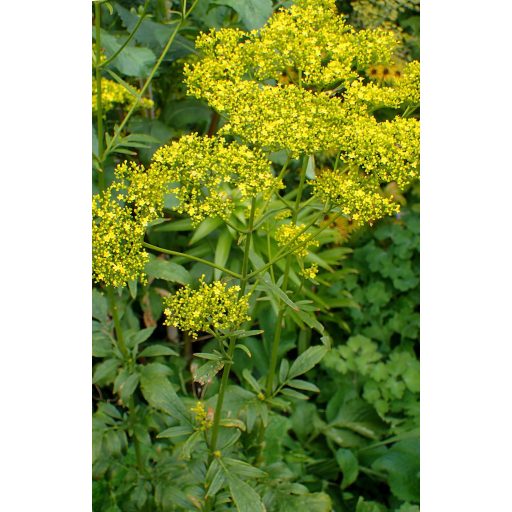 PATRINIA SCABIOSIFOLIA - ARANYCSIPKE / KELETI MACSKAGYÖKÉR