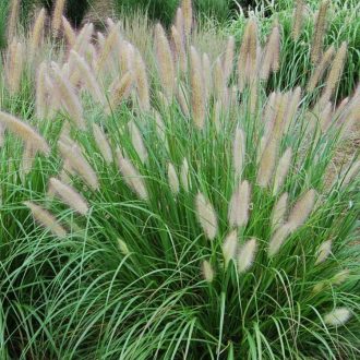 PENNISETUM ALOPECUROIDES - TOLLBORZFŰ