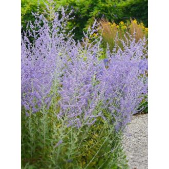   PEROVSKIA ATRIPLICIFOLIA 'BLUE SPIRE' - SUDÁRZSÁLYA